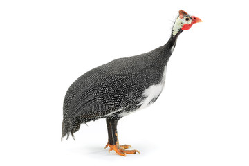 Guinea fowl