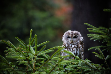 Eurasian Eagle Owl