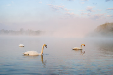 Morgennebel über einem See