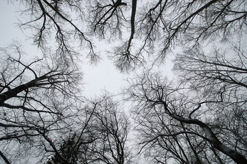 Trees branches against the sky