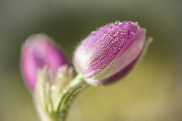 Delicate snowdrops after rain