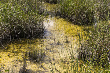 Swamp in Everglades, Florida