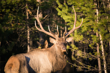 Deer in the wild