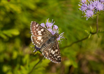 Common Checkered Skipper