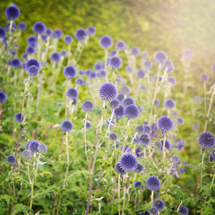 Blue thistle