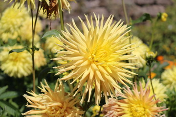 Yellow "Hybrid Dahlia Engelhardt's Jubilee" flower in Munich, Germany. It is classified as "Semi-Cactus Dahlia" and native to Mexico.