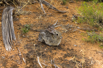 Rabbit in the desert