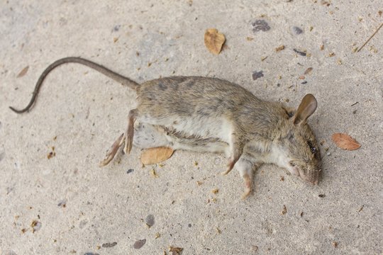 Dead rat on concrete floor
