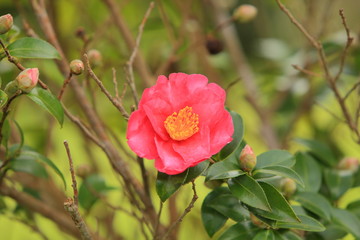 Camellia.