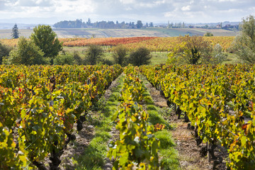 vineyards of Beaujolais, Rhone-Alpes, France