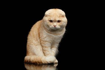 Ginger Scottish Fold Cat Sits and Looking in camera isolated on Black