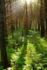 Pine forest