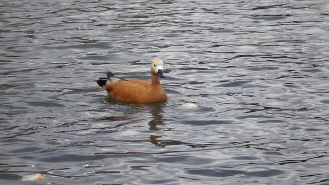 Roody shelduck floating and eating a piece of bread in slow motion. Impressive natural scene on the lake in cold windy day. HD footage 1920x1080
