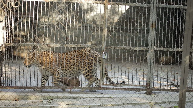 Jaguar In A Zoo
