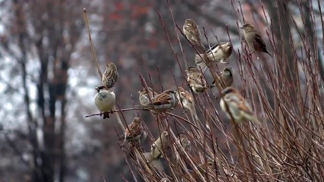 Slow motion full HD footage with group of sparrows come fly and sit on tree branches. Splendid autumn nature scene. 1920x1080
