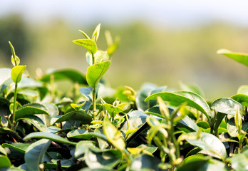 Green tea leaves