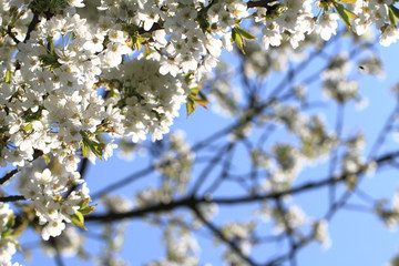 Obraz premium apple tree flowers