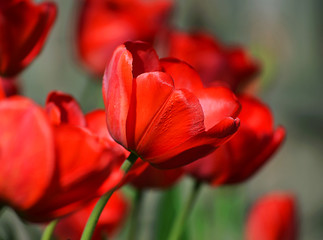  red tulips blooming in the spring garden