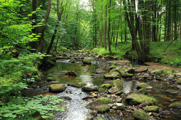 rivier in het lentebos