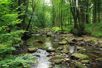 Selbstklebende Fototapete Waldfluss Fluss im Frühlingswald