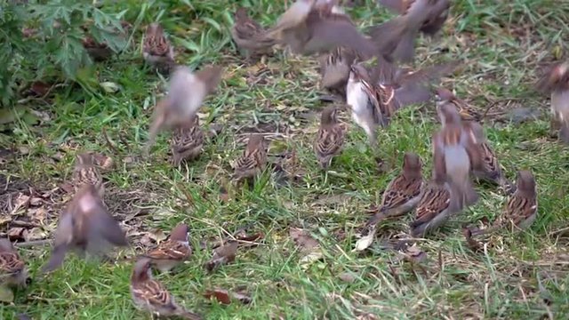 Slow motion full HD footage with group of sparrows flying away from the grass. Impressive autumn nature scene. 1920x1080
