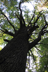 old oak tree