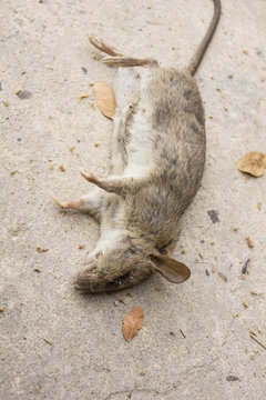 Dead rat on concrete floor