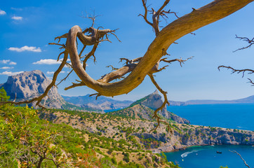 Dry tree above the sea
