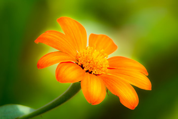 Orange daisy blossom
