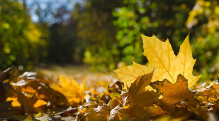Autumn, yellow maple leafs