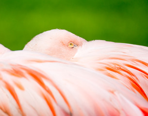 Flamingo Portrait