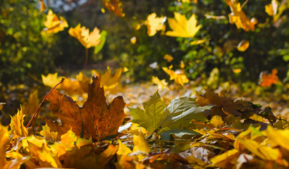 Autumn, yellow maple leafs
