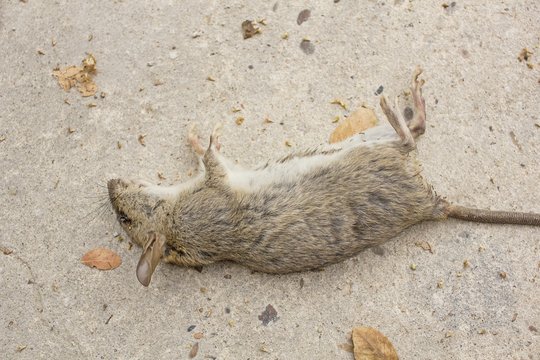 Dead rat on concrete floor