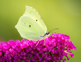 Brimstone Butterfly