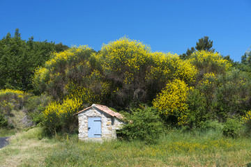 Brooms in Provence (France)