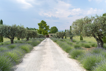 Fototapeta na wymiar Farm in Provence