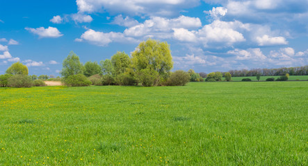 Fototapeta na wymiar landscape with water-meadow at spring season in central Ukraine.