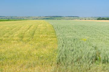 Fields with cereal crops  in central Ukraine at early summer