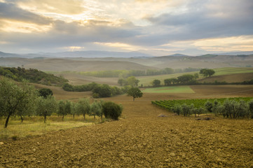 Gaje oliwne w Toskanii