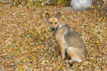 Outdoor portrait of cute stray female dog sitting in an autumnal park