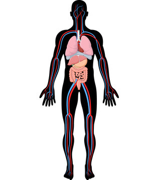 Illustration of human body anatomy (HBA)