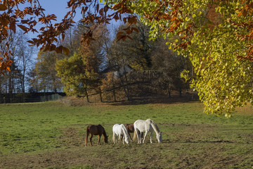 grasende Pferde auf der Weide, Herbstlandschaft