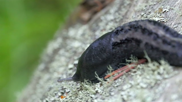 A black slug on the leaf. A big slimy slug on that is crawling on the leaf