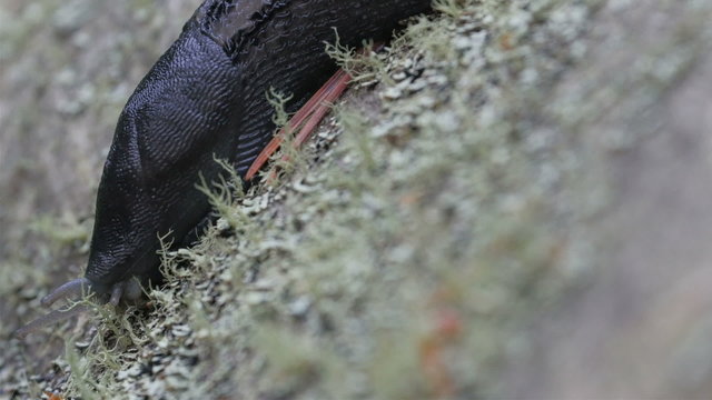 A big black slug on the leaf. It is stuck on the wall where the leaf is
