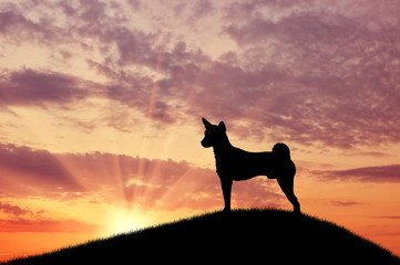 Silhouette of a dog