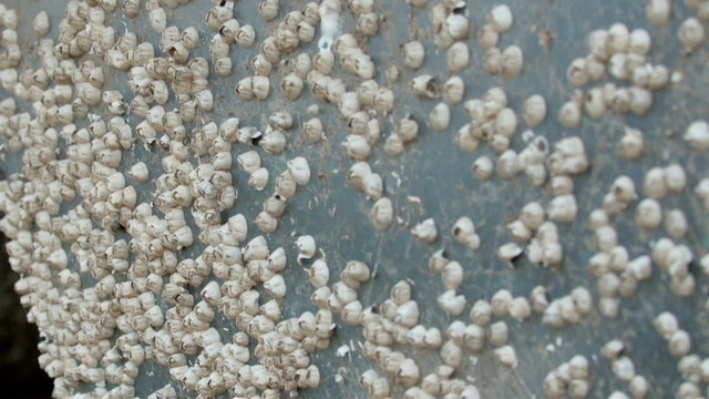 The mushrooms growing on the boat. The small white mushrooms are filling in the boat on dock