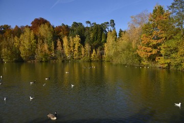Fototapeta premium L'automne à l'étang de la Ferme au parc Solvay de la Hulpe