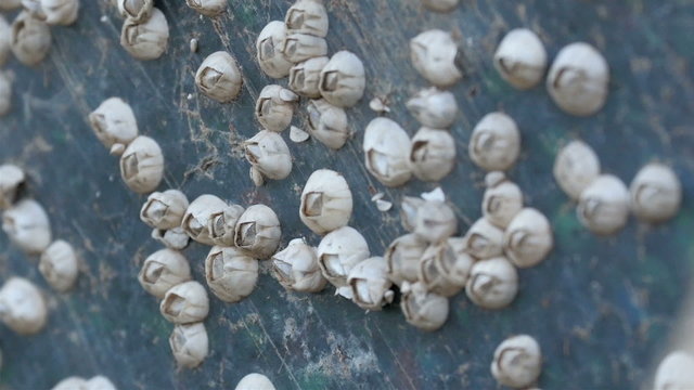White round mushrooms growing on the boatside. These mushrooms are in the bottom part of the boat on dock