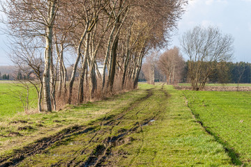 Matschiger Feldweg im Frühling