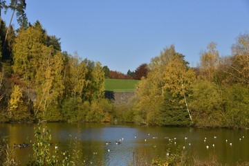 Fototapeta na wymiar Myriade de canards dans l'étang de la Ferme en face du mur en pierres brunes et la grande pelouse au parc Solvay de la Hulpe